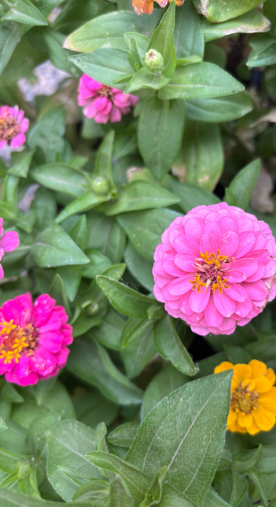 Pink zinnia flowers